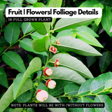 Japan Cheera / Madhura cheera / Mysore cheera (Sauropus Androgynus) Ornamental/Medicinal Live Plant (Home & Garden)