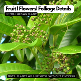 All Spice Plant / Sarvasugandhi / Jamaica pepper (Pimenta dioica) Flowering/Ornamental/Medicinal Live Plant (Home & Garden)