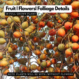 Inter Mangala Arecanut (Areca catechu) Fruit/Medicinal Live Plant (Home & Garden)