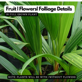 Red Palm / Red Sealing Wax Palm (Cyrtostachys renda) Ornamental Live Plant (Home & Garden)