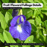 Aparajita / Shankupushpam / Butterfly pea (Clitoria ternatea) Flowering/Ornamental/Medicinal/ Live Plant (Home & Garden)