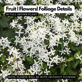 Bridal Bouquet (Poranopsis paniculata)(  Flowering/Ornamental Live Plant (Home & Garden)