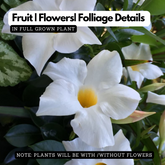 White Mandevilla / Rocktrumpet (Mandevilla boliviensis) Flowering/Ornamental Live Plant (Home & Garden)