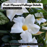 White Mandevilla / Rocktrumpet (Mandevilla boliviensis) Flowering/Ornamental Live Plant (Home & Garden)