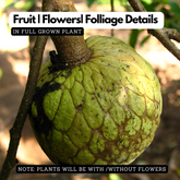 Aathachakka (Annona reticulata) Fruit Live Plant (Home & Garden)