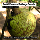 Aathachakka (Annona reticulata) Fruit Live Plant (Home & Garden)