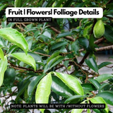 Agarwood / Oud / Oodh Wood Tree (Aquilaria agallocha) Ornamental Live Plant (Home & Garden)