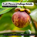 Mangosteen ( Garcinia mangostana ) Live Fruit Plant (Home & Garden)