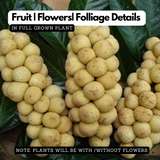 Langsat | Lanzones ( Lansium Domesticum ) Fruit Live Plant (Home & Garden)