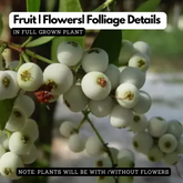 Poocha Pazham / Cat fruit ( Syzygium zeylanicum ) Fruit/Flowering/ Live Plant (Home & Garden)