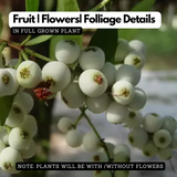 Poocha Pazham / Cat fruit ( Syzygium zeylanicum ) Fruit/Flowering/ Live Plant (Home & Garden)