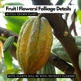 Cocoa Fruit (Theobroma cacao) Fruit Live Plant (Home & Garden)