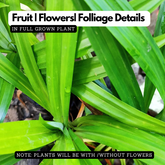 Biryani Leaf Plant / Pandan Plant / Rambha Plant /Basmati Plant (Pandanus amaryllifolius) Ornamental/Medicinal Live Plant (Home & Garden)