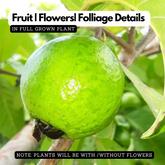 Lucknow 49 Guava ( Psidium guajava ) Fruit Live Plant (Home & Garden)