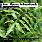 Neem Tree / Aariveppu (Azadirachta indica) Ornamental/Medicinal Live Plant (Home & Garden)