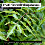 Neem Tree / Aariveppu (Azadirachta indica) Ornamental/Medicinal Live Plant (Home & Garden)