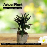 Raphis Palm / Lady Palm (Rhapis excelsa) Ornamental Live Plant (Home & Garden)