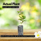 Japanese Honey Suckle - (Lonicera japonica -White Honeysuckle) Flowering | Ornamental| Medicinal Creeper Live Plant (Home & Garden)