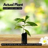 Rudraksha Plant (Elaeocarpus ganitrus) Flowering/Ornamental Live Plant (Home & Garden)