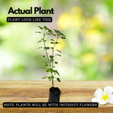 Tulsi Plant / Holy Basil (Ocimum tenuiflorum) Ornamental/Medicinal/ Live Plant (Home & Garden)