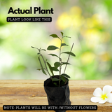 Curtain Plant (Vernonia Elaeagnifolia) Ornamental Live Plant (Home & Garden)