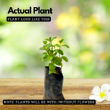 Pudina / Common Mint (Mentha spicata) Ornamental/Medicinal Live Plant (Home & Garden)