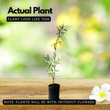 Bottle Brush (Callistemon Citrinus) Flowering/Ornamental Live Plant (Home & Garden)