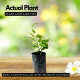 White Mandevilla / Rocktrumpet (Mandevilla boliviensis) Flowering/Ornamental Live Plant (Home & Garden)