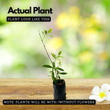 White Sandal Wood Plant / Chandanam (Santalum album) Ornamental Live Plant (Home & Garden)