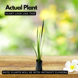 Vayambu / Sweet Flag / Vasambu (Acorus calamus) Medicinal Live Plant (Home & Garden)