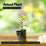 Mahkota Dewa / God's Crown (Seedling) Fruit Plant (Phaleria macrocarpa) Fruit/Medicinal Live Plant (Home & Garden)