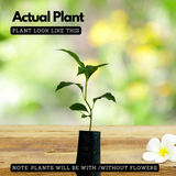 Chempakam Seedling Plant (Magnolia Champaca) Flowering/Ornamental Live Plant (Home & Garden)