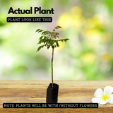 Sweet Ambazham / Ambarella (Grafted) (Spondias mombin) Fruit Live Plant (Home & Garden)