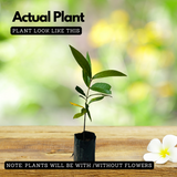 White Chamba / White Java Apple (Syzygium samarangense) Fruit Live Plant (Home & Garden)