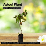 Star Fruit Grafted (Averrhoa carambola) Fruit Live Plant (Home & Garden)