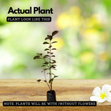 Strawberry Guava / Red Guava (Psidium cattleianum) Fruit Live Plant (Home & Garden)