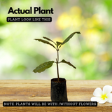 Sand paper Vine / Purple Wreath (Petrea Volubilis) Wine Creeper Flowering/Ornamental Live Plant (Home & Garden)