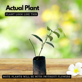 Black Pepper / Kurumulaku (Piper nigrum) Fruit/Ornamental/Medicinal/ Live Plant (Home & Garden)