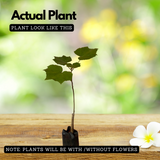 Changing Rose (Hibiscus mutabilis) Flowering/Ornamental Live Plant (Home & Garden)