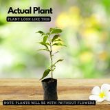 Litchi / Lychee (Litchi chinensis) Fruit Live Plant (Home & Garden)