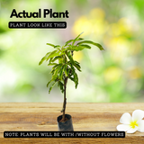 Alphonso Mango (Grafted) (Mangifera indica) Fruit Live Plant (Home & Garden)