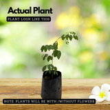 Neelamari | The Indigo Plant (Indigofera Tinctoria) Flowering/Ornamental/Medicinal Live Plant (Home & Garden)