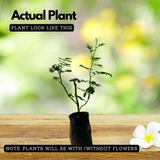 Pink Rose (Rosa meldomonac.) Flowering/Ornamental Live Plant (Home & Garden)