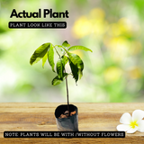 Sita Ashoka Plant / Ashoka Tree (Saraca asoca) Flowering/Ornamental Live Plant (Home & Garden)