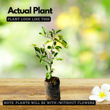 Lemon / Cherunaranga (Citrus limon) Fruit/Ornamental Live Plant (Home & Garden)