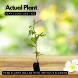 Insulin Plant (Chamaecostus cuspidatus) Flowering/Medicinal Live Plant (Home & Garden)