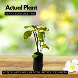 Red Leadwort / Chuvanna koduveli / Chethi koduveli (Plumbago Indica) Flowering/Ornamental/Medicinal Live Plant (Home & Garden)