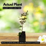 Jaboticaba Precoce / Jabuticaba / Maramunthiri (Plinia cauliflora) Fruit Live Plant (Home & Garden)