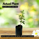 Maramulla (Murraya paniculata) Flowering/Ornamental Live Plant (Home & Garden)