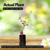 Pomegranate / Mathalam (Layered) (Punica granatum) Fruit Live Plant (Home & Garden)